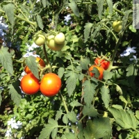 Tanaman pokok tomato