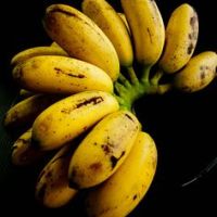 Tanaman pokok pisang raja dan info berkaitan